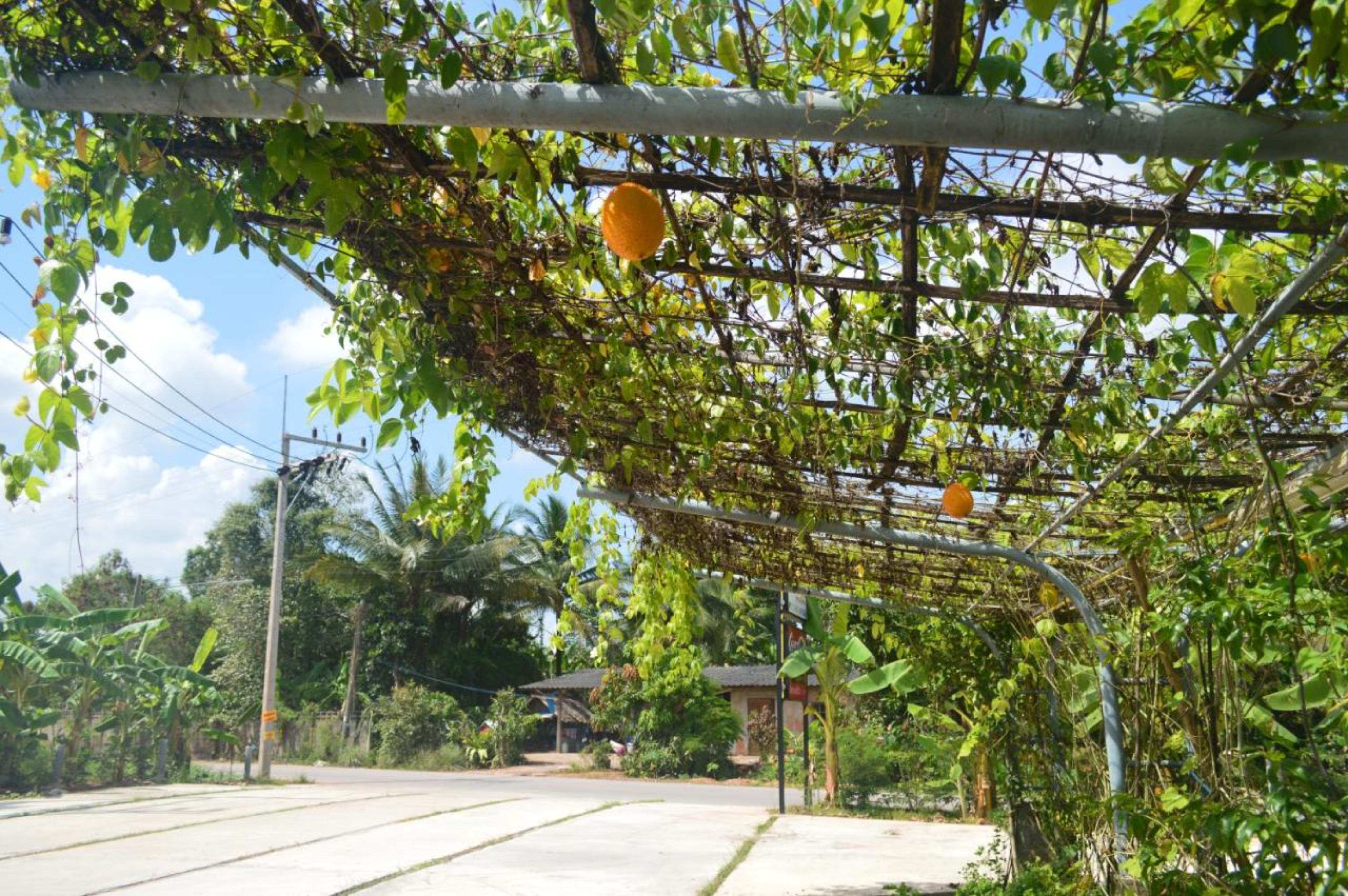 Be Fine Sabuy Hotel And Resort Surat Thani Exteriör bild